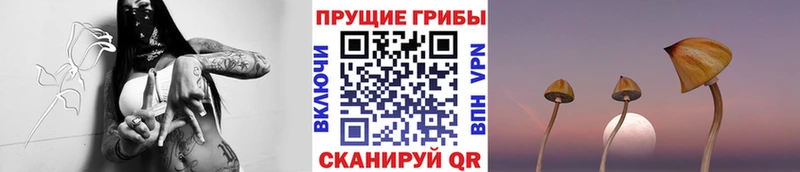 Псилоцибиновые грибы GOLDEN TEACHER наркотики Тында